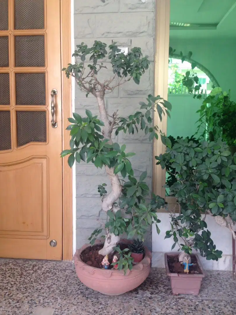 6 bonsai plants and two kihgi paim plants in good size
