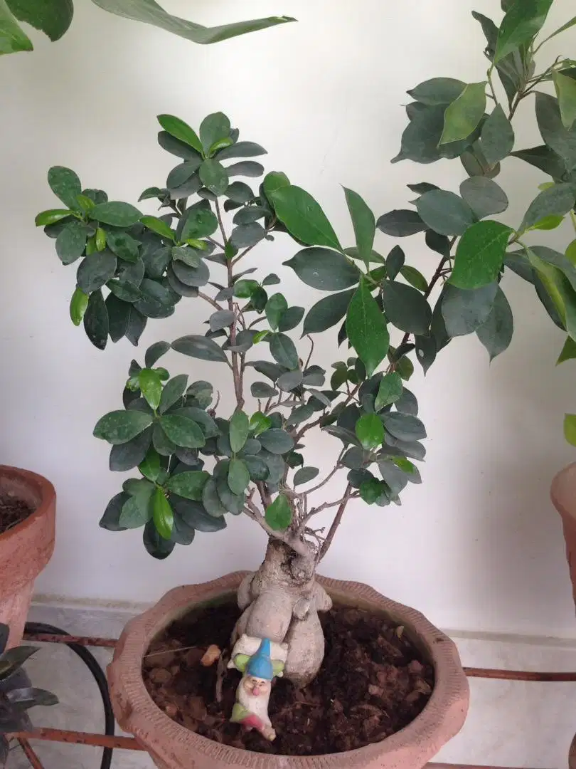6 bonsai plants and two kihgi paim plants in good size