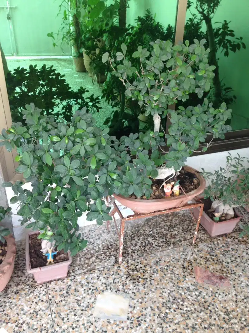 6 bonsai plants and two kihgi paim plants in good size