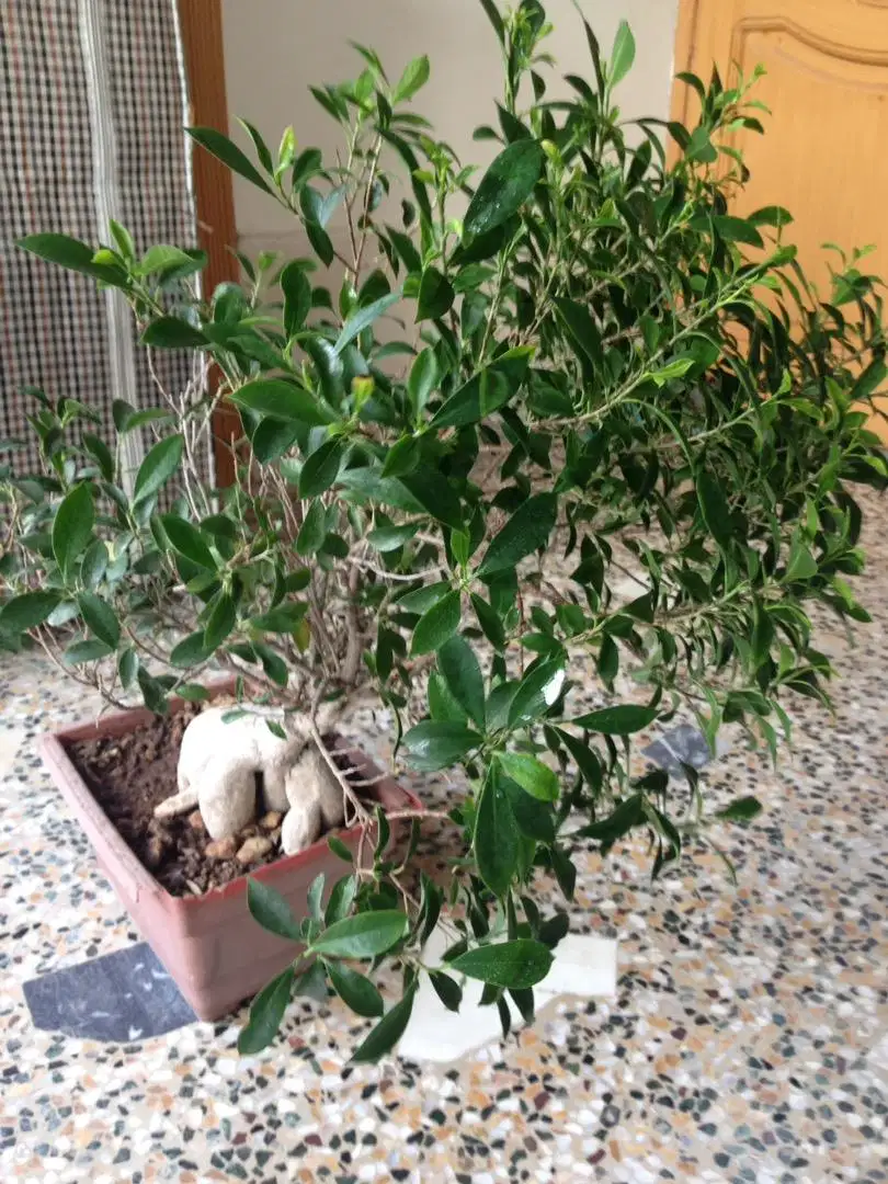 6 bonsai plants and two kihgi paim plants in good size