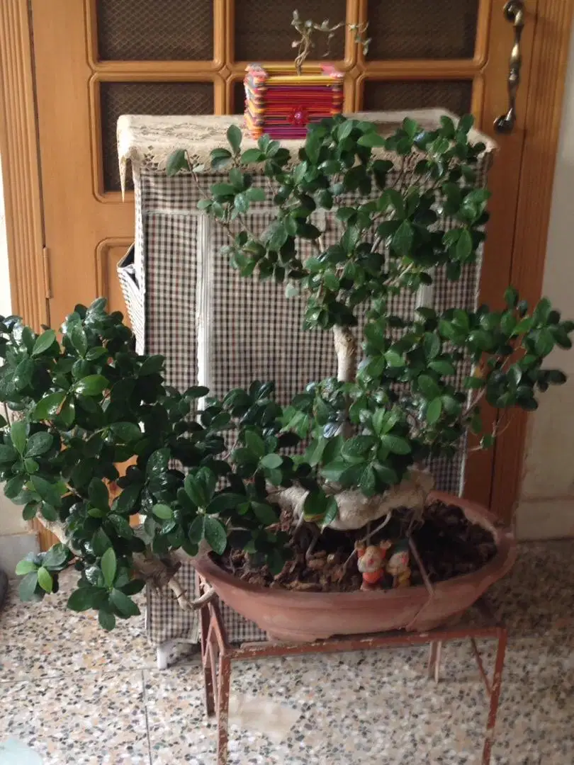 6 bonsai plants and two kihgi paim plants in good size
