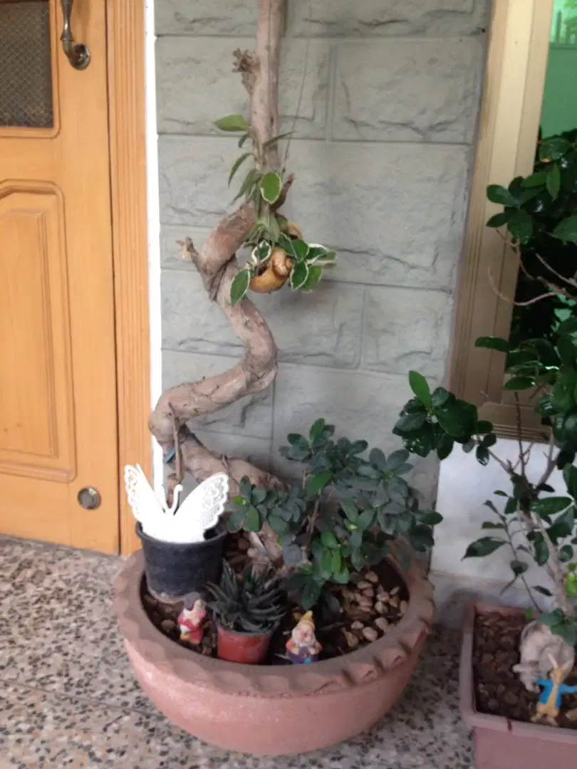6 bonsai plants and two kihgi paim plants in good size