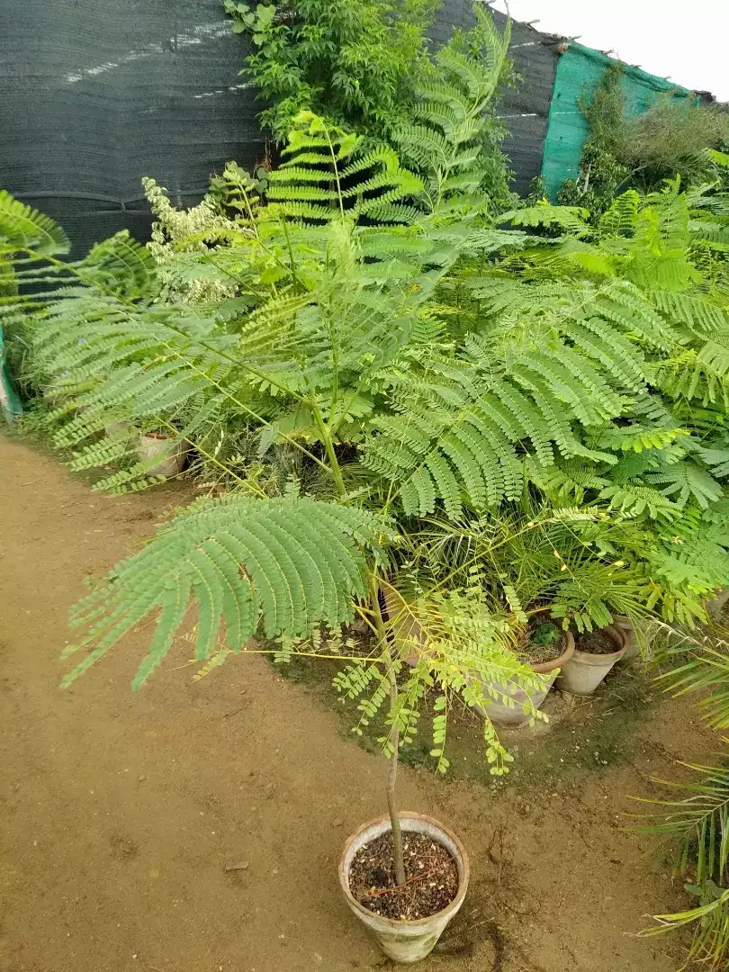 Gul Mohar Tree Plant