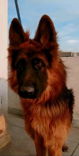 King German Shepherd breed Triple Coat Lion look layers