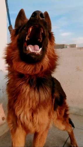 King German Shepherd breed Triple Coat Lion look layers