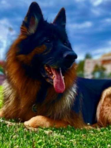 King German Shepherd breed Triple Coat Lion look layers