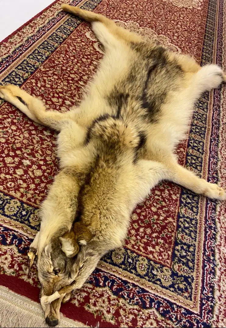 Wolf skin rug for sale