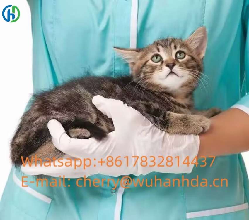 Chinese manufacturer GS441524 injectable For Cats With FIP