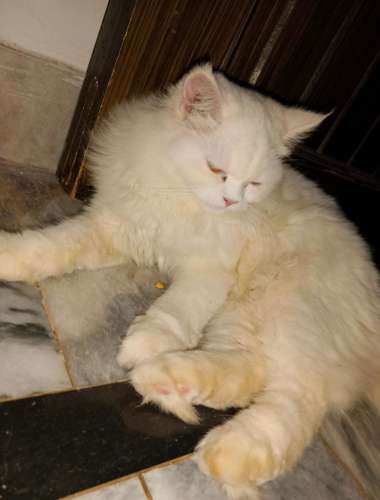 pure Persian cat triple costed