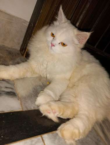 pure Persian cat triple costed