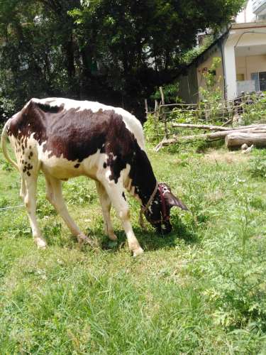 A beautiful Australian Cholistani calf