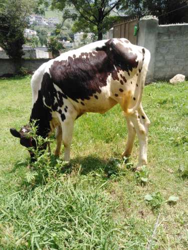 A beautiful Australian Cholistani calf