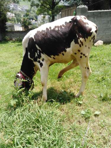 A beautiful Australian Cholistani calf
