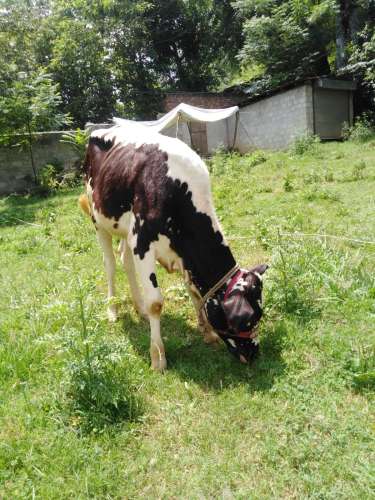 A beautiful Australian Cholistani calf