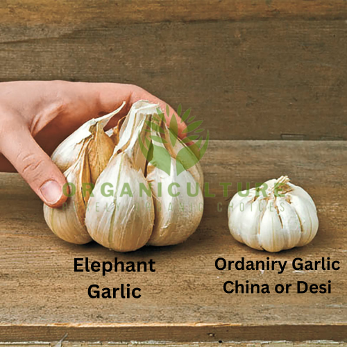 Premium Elephant Garlic   Fresh Organic Vegetable