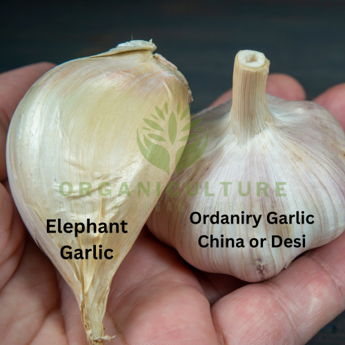 Premium Elephant Garlic   Fresh Organic Vegetable