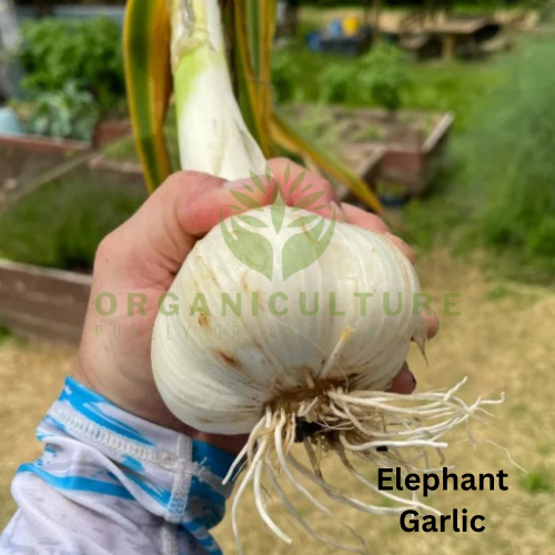 Premium Elephant Garlic   Fresh Organic Vegetable