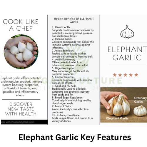 Premium Elephant Garlic   Fresh Organic Vegetable