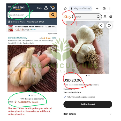 Premium Elephant Garlic   Fresh Organic Vegetable