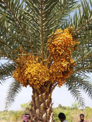 Best Kota Stone Works in Kuttippuram  Valanchery  Kondotty  Ponnani  Angadipuram