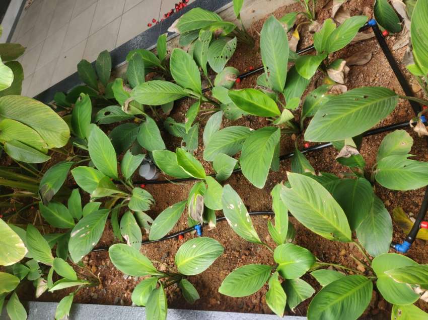 Best Water Setting for Garden in Karthikappally Ambalapuzha Ezhupunna