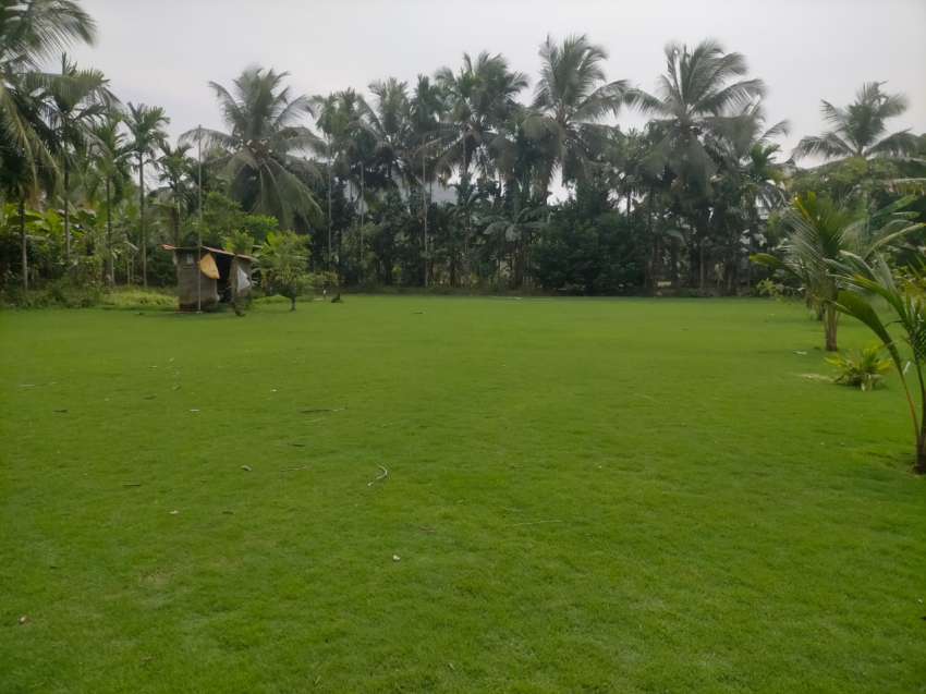 Best Garden Grass Distributors  Suppliers in Chalakudy Guruvayur Irinjalakuda