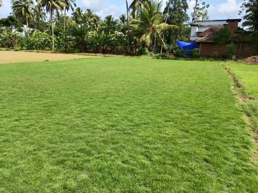 Best Korean Grass Distributors  Suppliers in Chalakudy Guruvayur Irinjalakuda