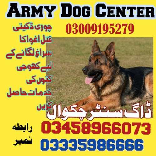 Army Dog Center Chakwal zero3009195twosevennine