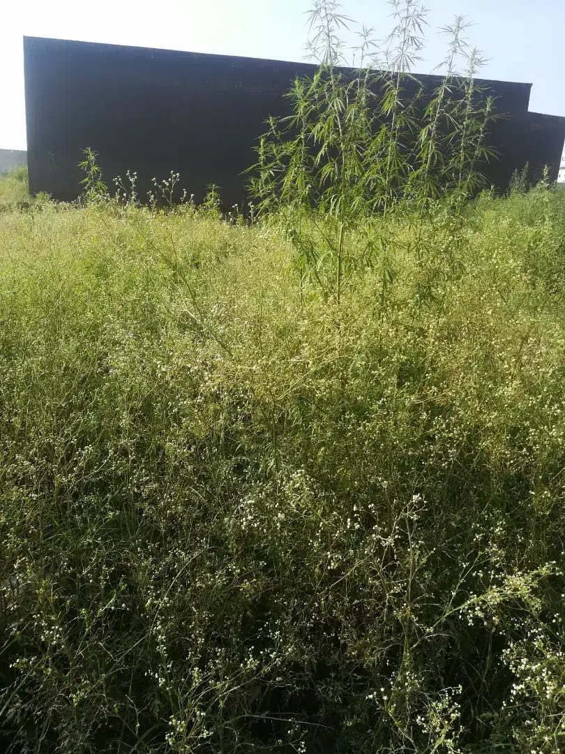 Residencial Plot for sell in just Rs 350000@PER MARLA.