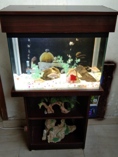 Wooden Fish Aquarium