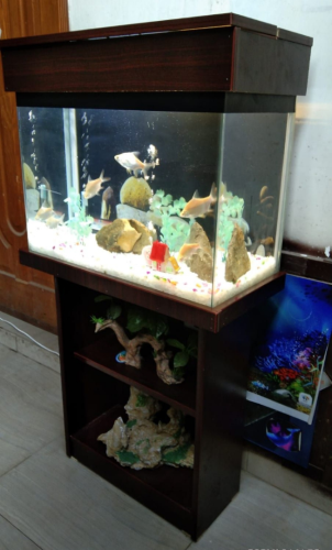 Wooden Fish Aquarium