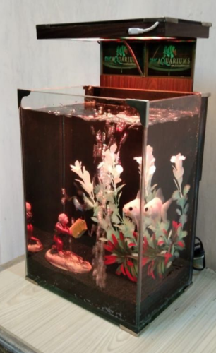 Betta  Gold fish House