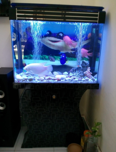 Blackberry Aquarium