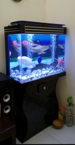 Blackberry Aquarium