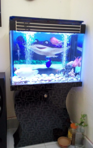 Blackberry Aquarium