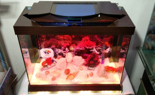 Bottom Light Aquarium