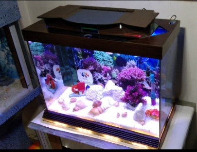 Bottom Light Aquarium