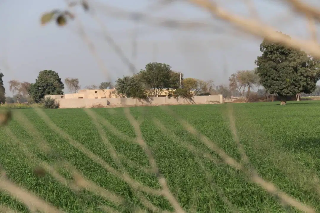 311 kanals, agriculture land, two tube wells, a well maintained dera.