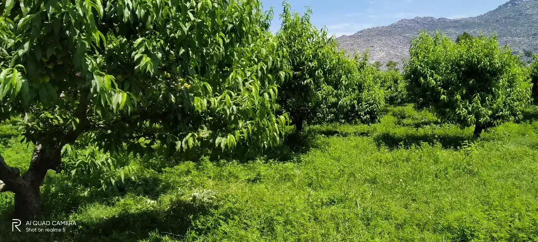 MALAKAND AGRICULTURE LAND