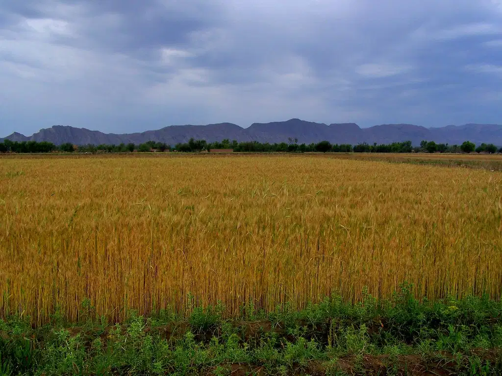 A Beautiful Place for Agriculture Purpose