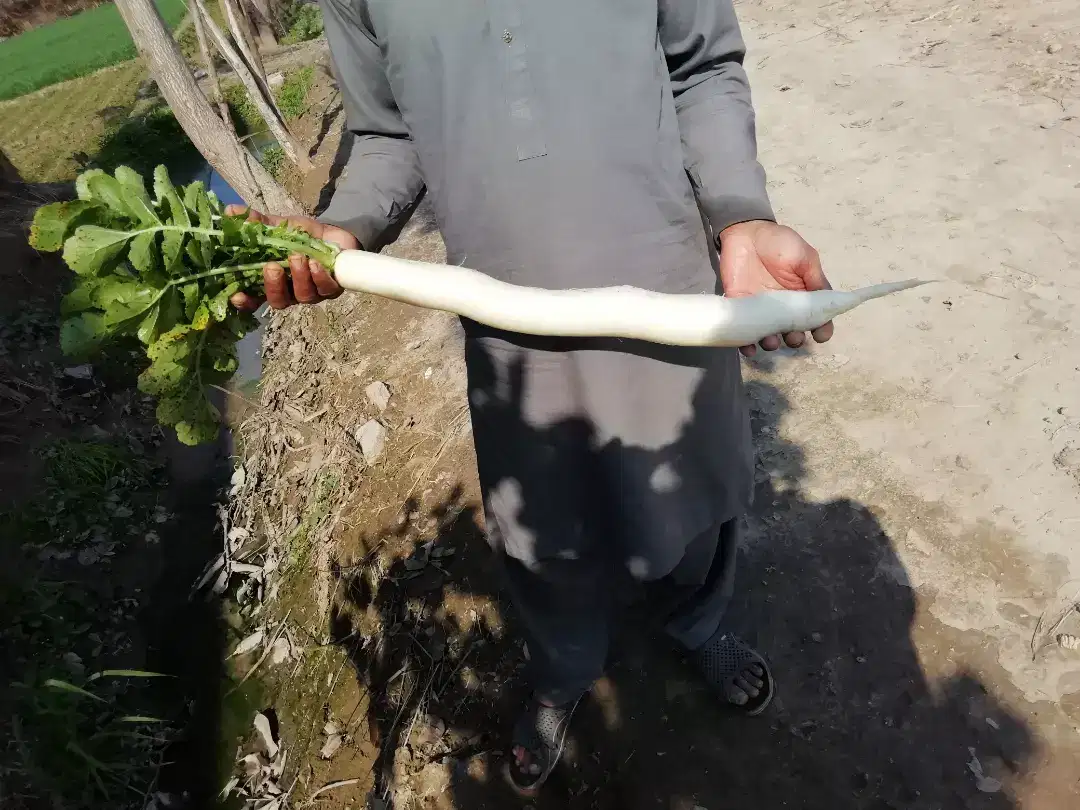 Perfect land for any purpose..bhatta,control farm,karkhana