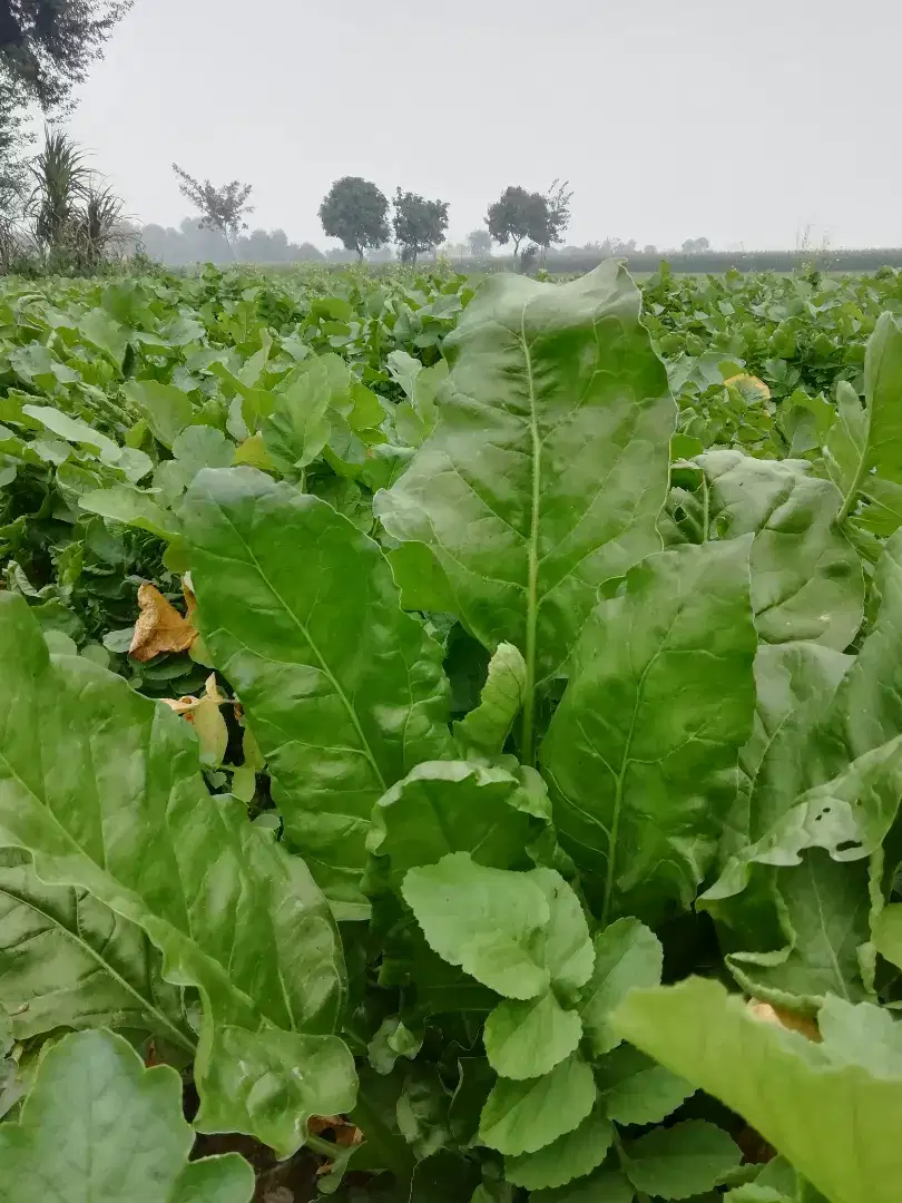 Perfect land for any purpose..bhatta,control farm,karkhana