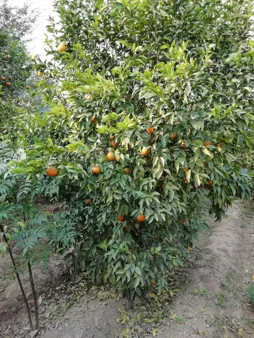 Perfect land for any purpose..bhatta,control farm,karkhana