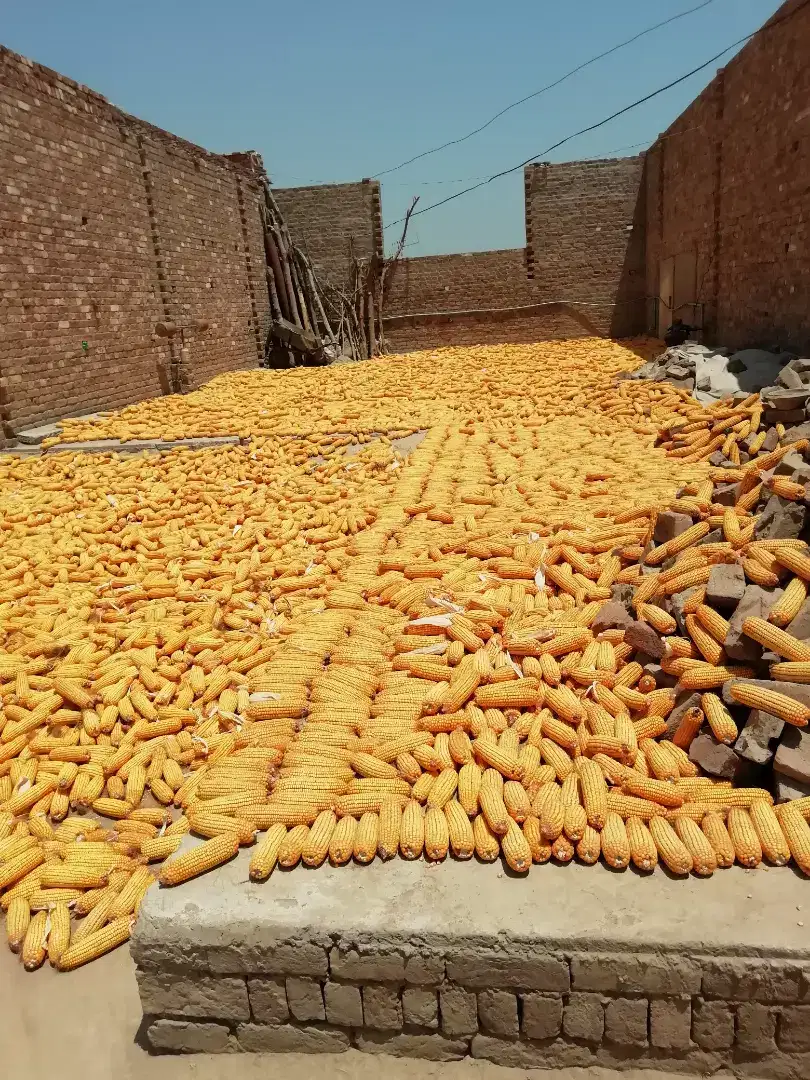 Perfect land for any purpose..bhatta,control farm,karkhana