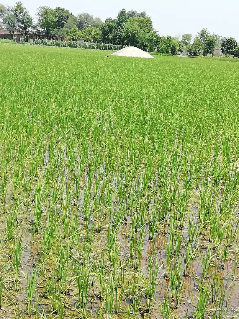 Perfect land for any purpose..bhatta,control farm,karkhana