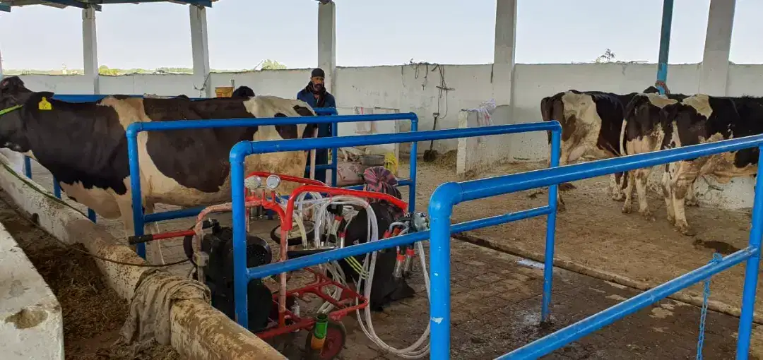Milking machine for cow and buffalo