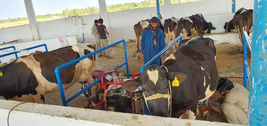 Milking machine for cow and buffalo