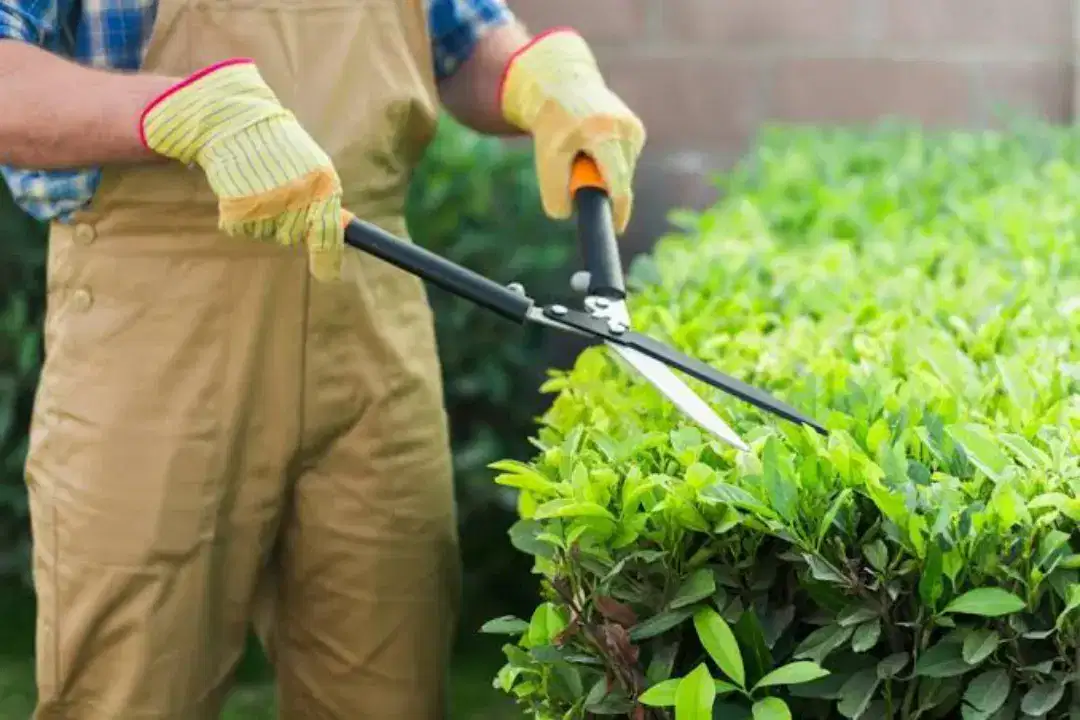 Mali (gardener)