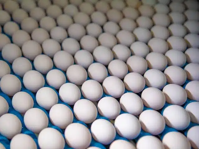 Bulk eggs available for sale (58+ gm)