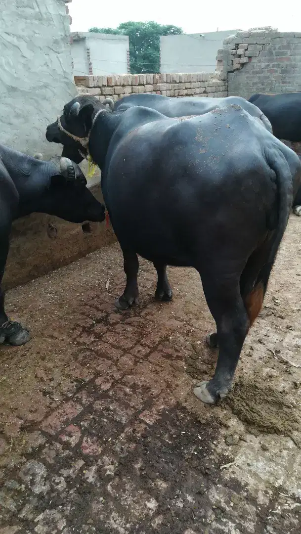 Dairy Farm Consultant